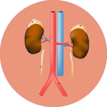 Adrenal Gland Function – Stress and Hormone Control