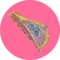 Breast Health – Early Detection and Cancer Awareness