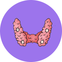 Parathyroid Gland – Calcium Balance and Bone Health