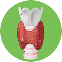 Thyroid Gland – Metabolism, Energy and Hormonal Balance